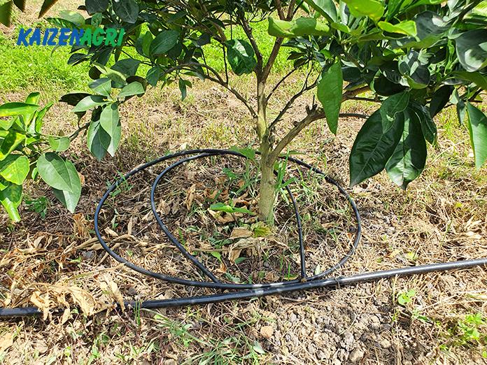 637566917253364875 a