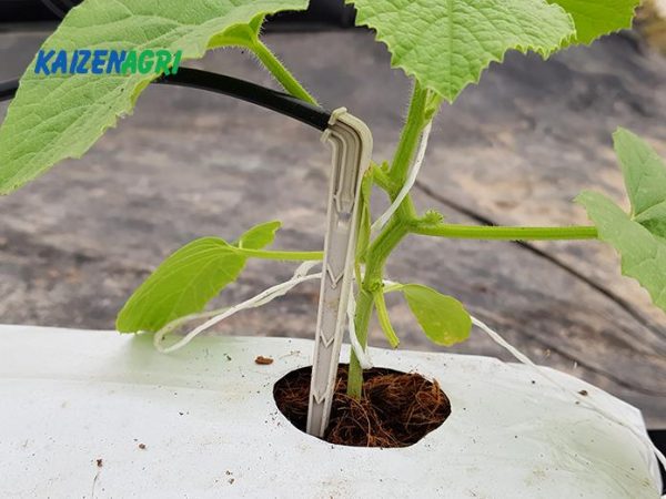 637581378351284842-600x450