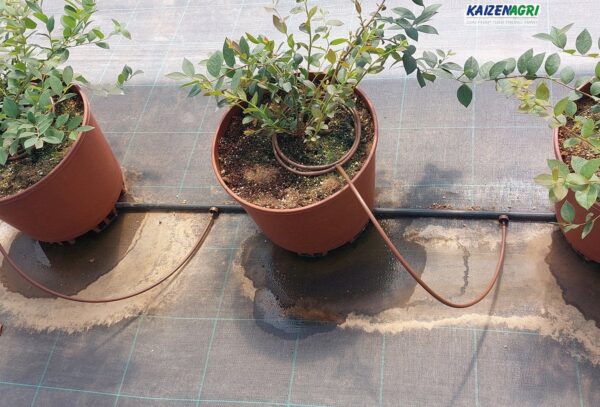 Bloomsupertif-2-600x407