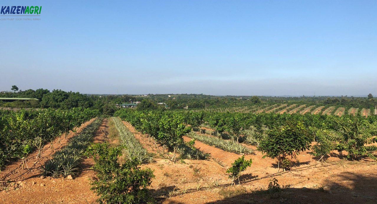 Dự án tưới cho 30Ha cây trồng của nông trại Khe Lang Green tại Can Lộc, Hà Tĩnh trại  trại Khe Lang Green 